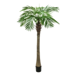 Palmpflanzen